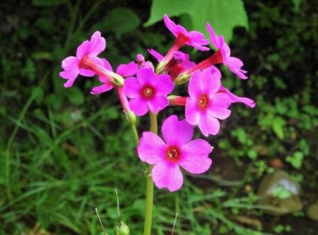 🌸 가미미요리 수생식물원(가미미요리 스이세이쇼쿠부츠엔) 이미지 8